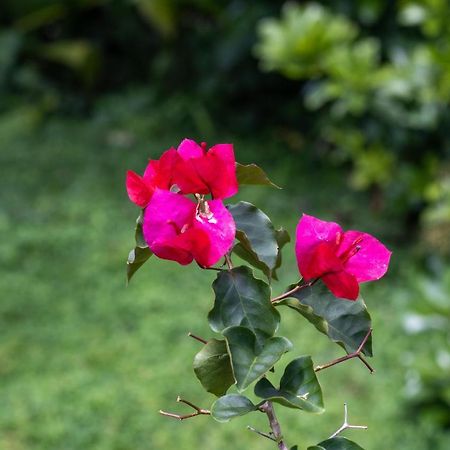 Hostel Bouganvilia Bed And Breakfast San Ramón Εξωτερικό φωτογραφία